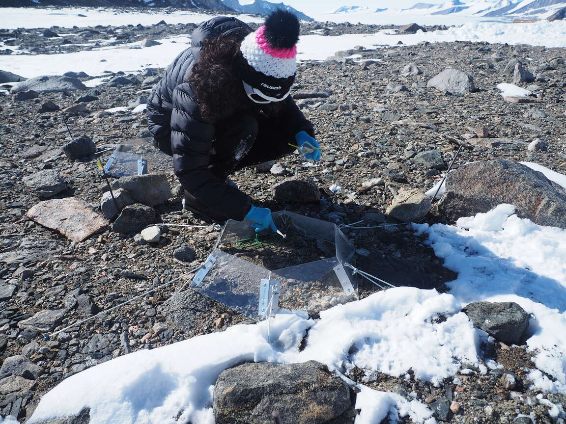 Valentina Savaglia sampling microbes in open top chambers for the  ExPoSoils project