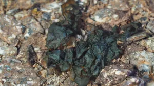 MONASPA