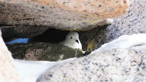 Snow Petrels