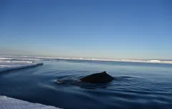 Arnoux Beaked Whale in Queen Maud Land, East Antarctica. 