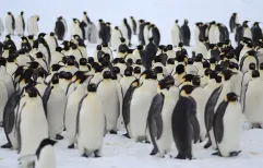 Penguin colony revisited