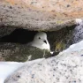 Snow Petrels