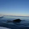 Arnoux Beaked Whale in Queen Maud Land, East Antarctica. 