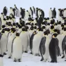 Penguin colony revisited