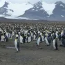 Stephen Cox: A Plea for Safeguarding the Antarctic